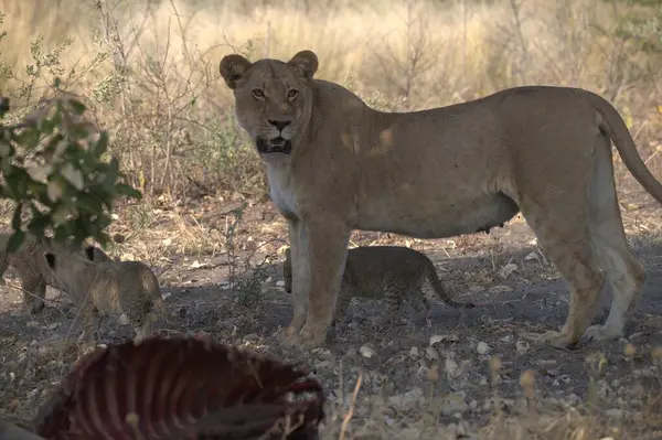 Hayvanat bahçesindeki aslanlar