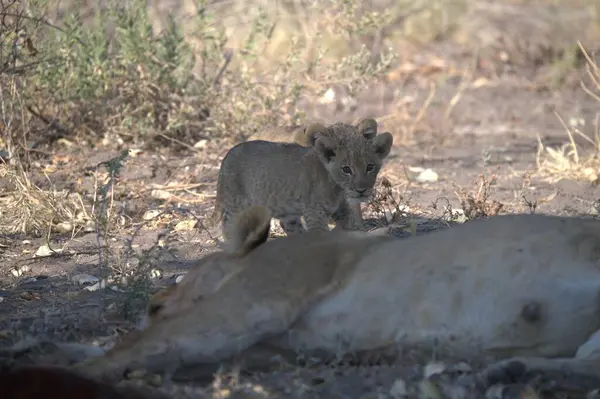 Namibya 'da aslanlar