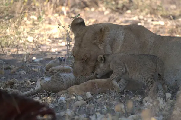 a mother lion cub with baby in the zoo