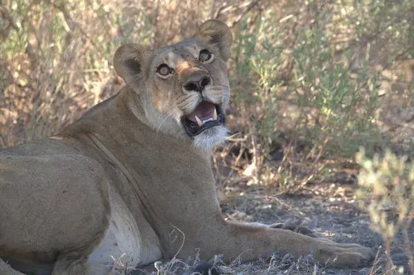 Afrika 'nın bozkırındaki aslan