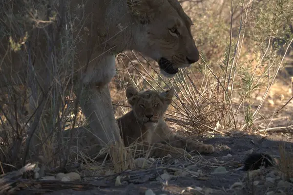 Anne ile aslan yavrusu