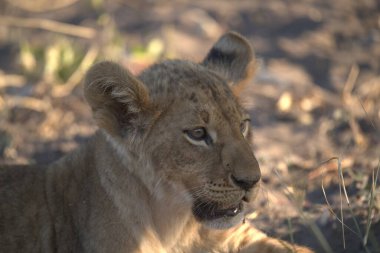 Afrika 'nın bozkırındaki aslan