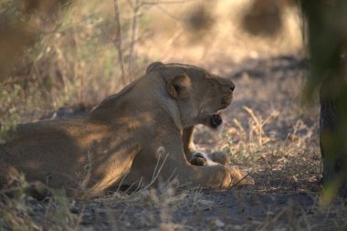 Dişi aslan ve yavrusu.