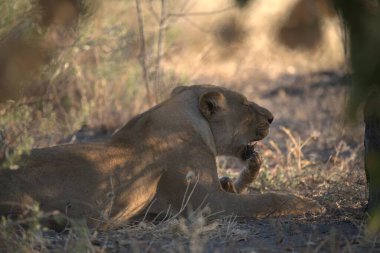 Kenya, Afrika 'nın ulusal ormanlarında aslan