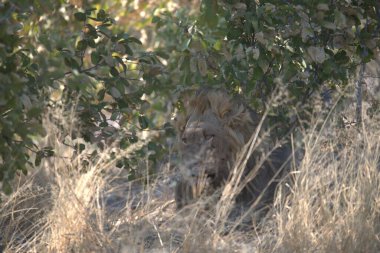 Kenya savanındaki aslan