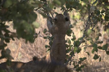 Ormandaki sevimli bir geyiğin yakın plan fotoğrafı.