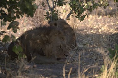 Afrika 'daki Kruger Ulusal Parkı' nda aslan var.
