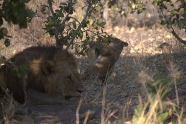 Güney Afrika 'daki Kruger Ulusal Parkı' nda Aslan