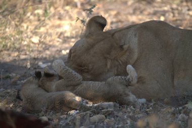Hayvanat bahçesindeki genç aslan