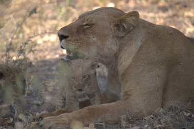 Aslan vahşi Afrika 'da