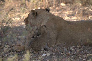 Kruger Ulusal Parkı 'ndaki aslanlar