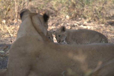 Hayvanat bahçesindeki aslan