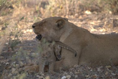 Güney Afrika 'daki Kruger Ulusal Parkı' nda dişi aslan.