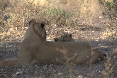 lion cub laying and resting on the ground in the grass.