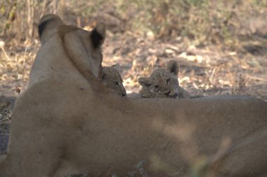 Kenya 'daki savanada genç aslanlar