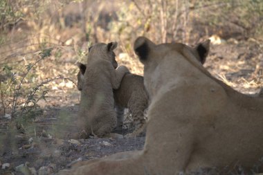 Hayvanat bahçesindeki aslan
