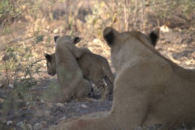 lions are walking around the ground in a zoo