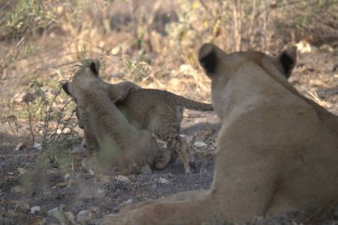 Parktaki hayvanat bahçesindeki aslanlar