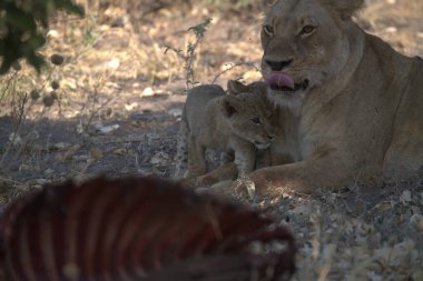 Hayvanat bahçesindeki aslan ailesi.