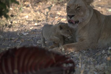 a closeup shot of a lion with a lion in the zoo
