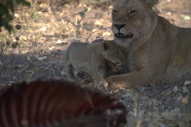 lion with its big eyes in the forest, panthera leo