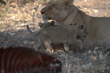 Hayvanat bahçesindeki aslan