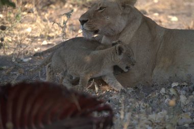 female lioness with lion