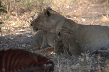 Hayvanat bahçesindeki aslan