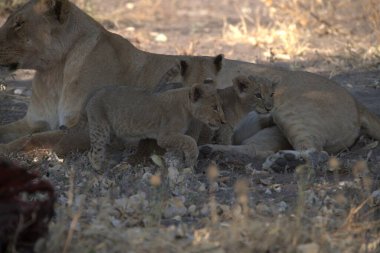 lioness in the wild, zimbabwe. high quality photo