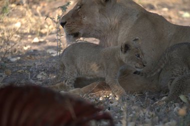 Yavruları olan aslan ailesi.