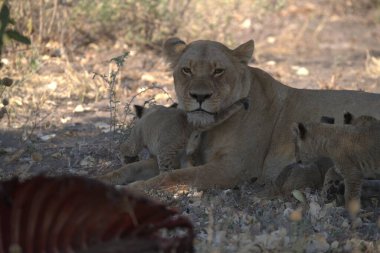 Yavruları olan aslan ailesi.