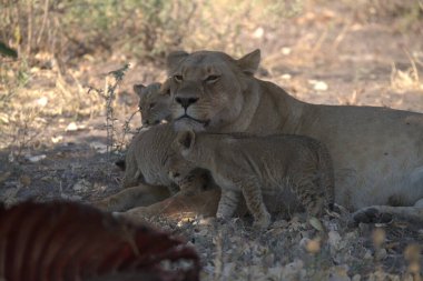 Hayvanat bahçesindeki bir aslanın yakın plan fotoğrafı.