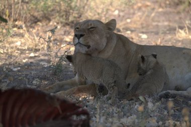 Aslan Kız (panthera leo), Panthera leo, anne, yavru, Afrika, Güney Afrika