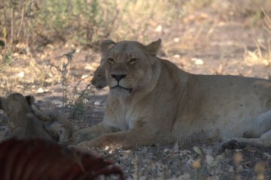 Afrika 'daki vahşi savanadaki aslanlar