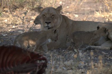 Kruger Ulusal Parkı 'nda aslan yavrusu