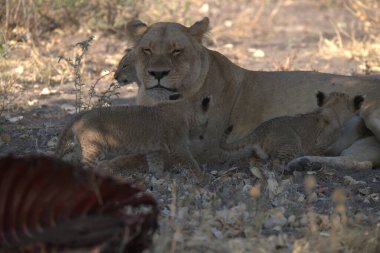 a female lion with a baby on the ground in the savannah