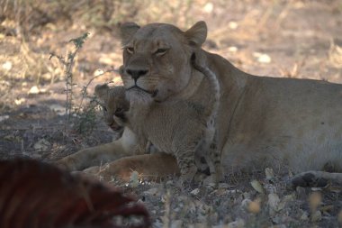 female lioness with lion in kruger national park, south africa