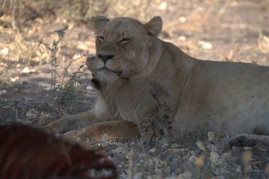 Kenya savanındaki aslan