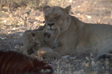 Hayvanat bahçesindeki aslan yavrusu