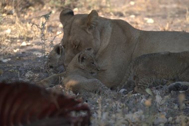 Güney Afrika 'daki Kruger Ulusal Parkı' nda bir aslan var.