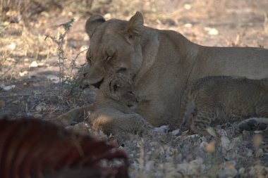 a young lion in the zoo of the dead