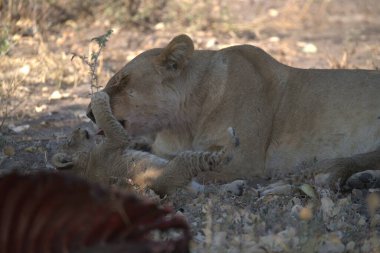 Güney Afrika 'daki Kruger Ulusal Parkı' nda aslan var.