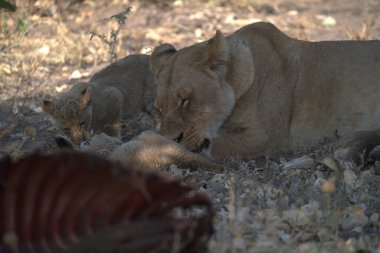 Kruger parkında bir aslan.