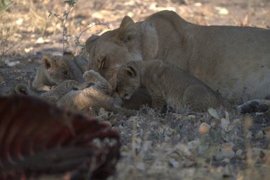 Hayvanat bahçesinde bir grup aslan.