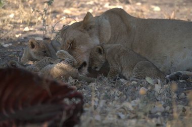 lion cub feeding in mother with lion in the kruger national park in south africa