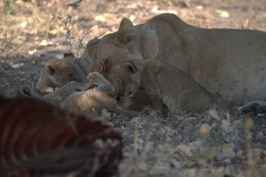 dişi aslan ve aslan yavrusu