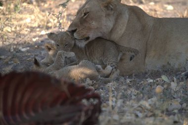 lion cubs playing in the nest in the savannah of namibia