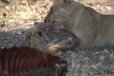 a lion cub in its natural habitat