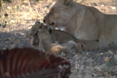 lioness ( panthera leo ), mother and cub