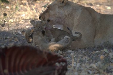 a female lion cub with a cub